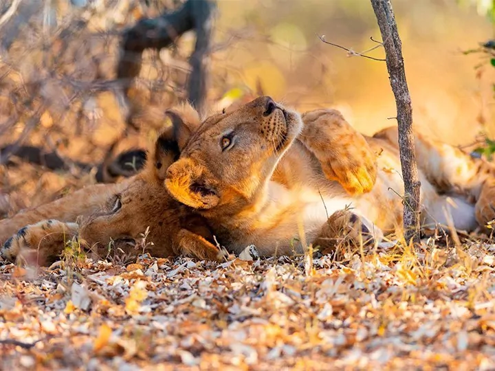 Südtansania: Fly-in-Safari in Nyerere und Ruaha