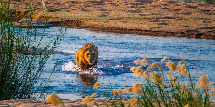 Löwe im Fluss im Krüger-Nationalpark in Südafrika