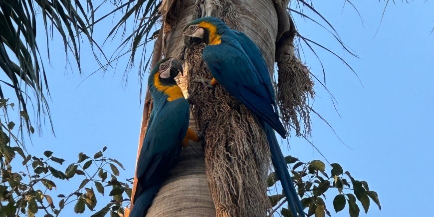 Aras in einem Baum im Pantanal