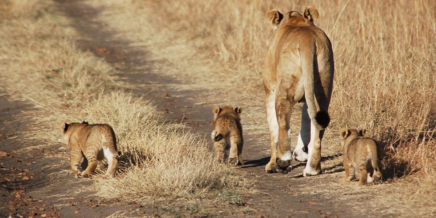 Löwen in der Masai Mara im Oktober