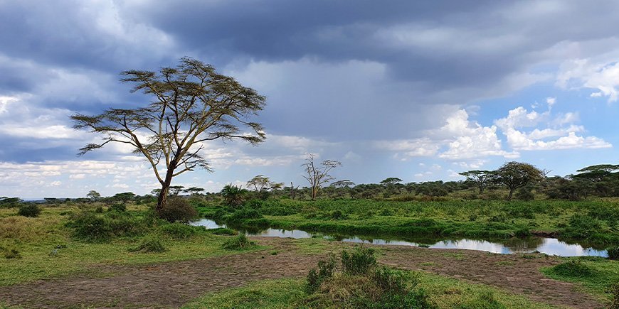 Bewölkter Tag in der Serengeti im Dezember