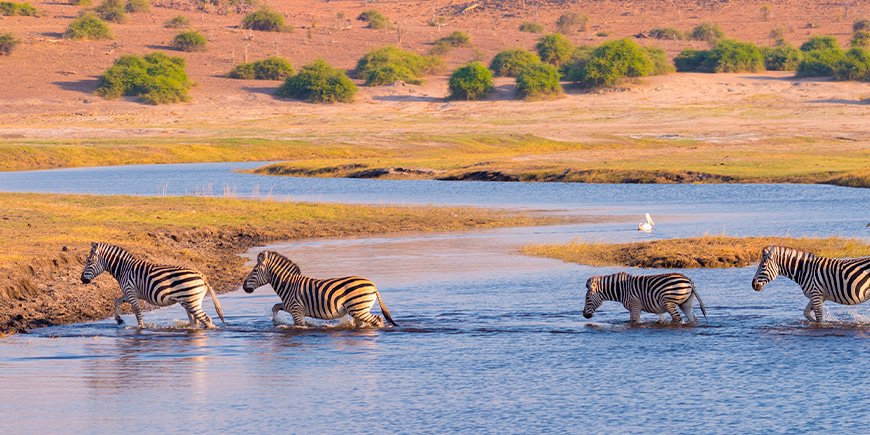 Zebra auf dem Chobe-Fluss in Botswana