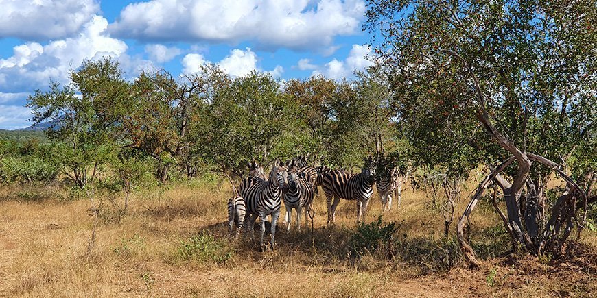 Zebras im Kruger im Februar/März