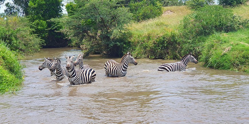 Zebras in einem Fluss in Afrika