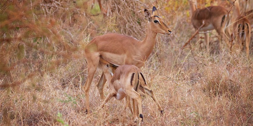 Tierbabys im Krüger-Nationalpark