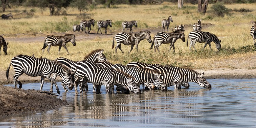 Trockenzeit in Tarangire, Tansania