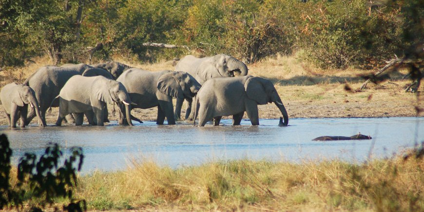 Elefanten im Okavango-Delta im Juni