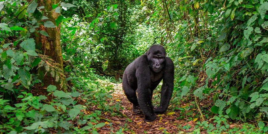 Gorilla-Wanderung auf einem Pfad in Bwindi, Uganda