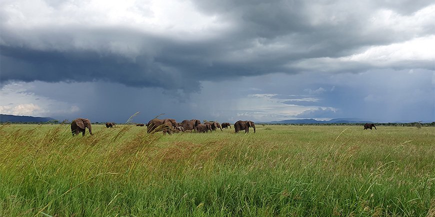 Regenzeit in der Serengeti