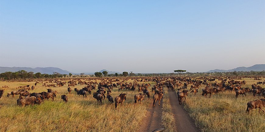 Die Große Migration in der Serengeti in Tansania