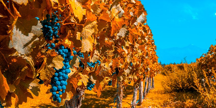 Weinberge in Herbstfarben in Mendoza, Argentinien