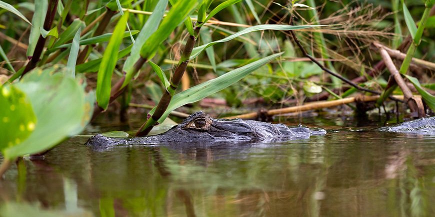 Kaiman in einem Fluss im Pantanal, Brasilien