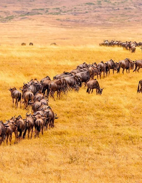 Karibu Kenia & Badeurlaub in Mombasa