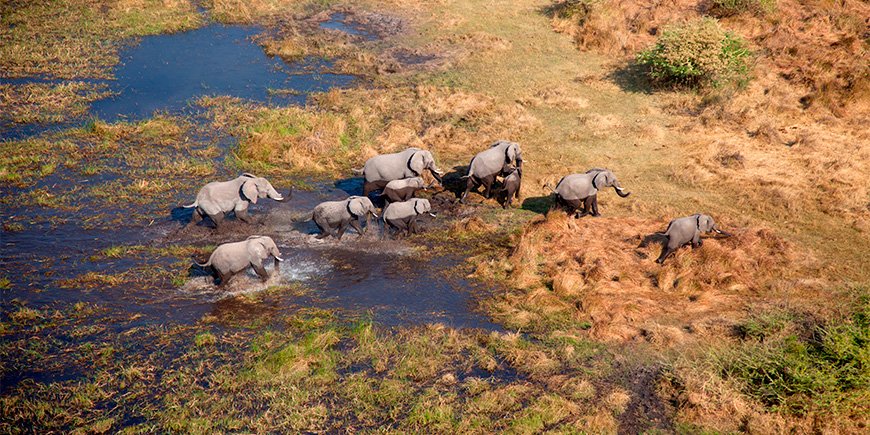 Elefanten beim Spaziergang im Okavango-Delta