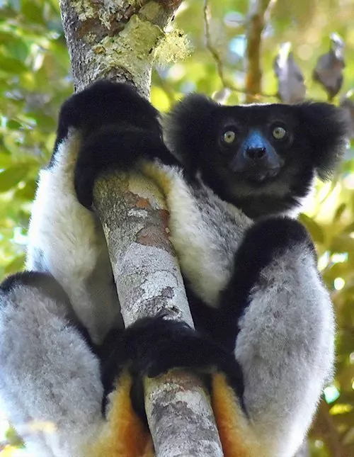 Lemuren in Madagaskar & Badeurlaub auf Mauritius