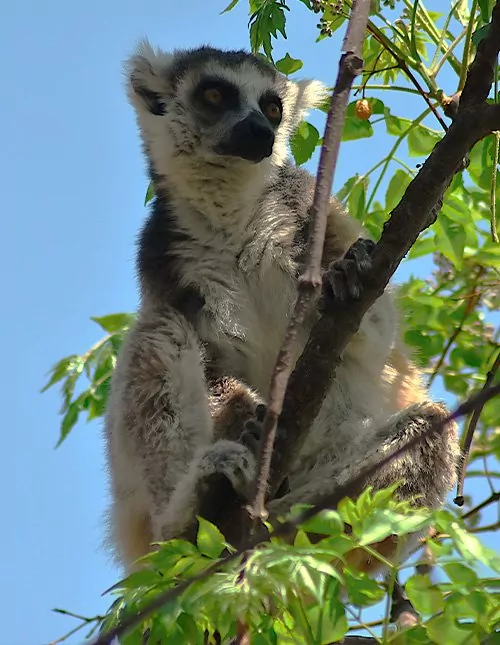 Natur, Kultur und Lemuren in Madagaskar