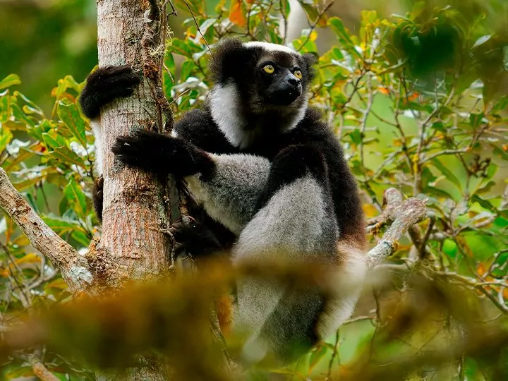 Kenia, Madagaskar & Badeurlaub auf Mauritius