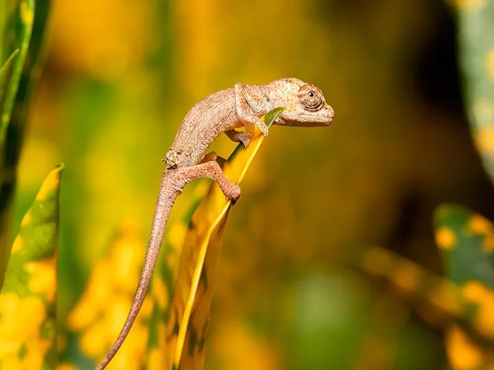 Natur, Kultur und Lemuren in Madagaskar