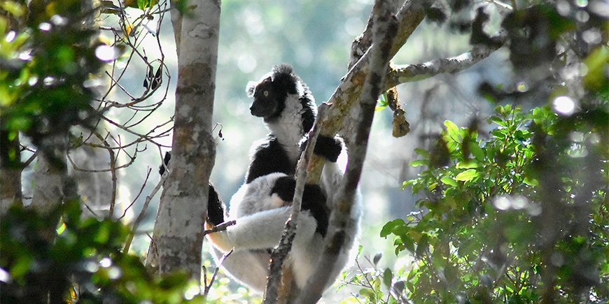 Indrilemur in einem Baum in Madagaskar