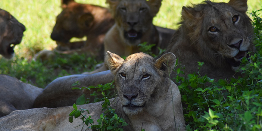 Löwenrudel in Ruaha im Süden Tansanias