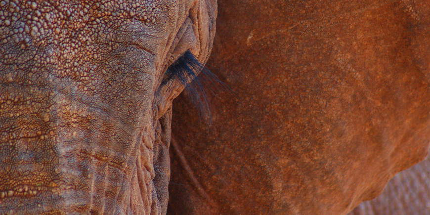 Ein Elefant aus nächster Nähe in Tsavo, Kenia