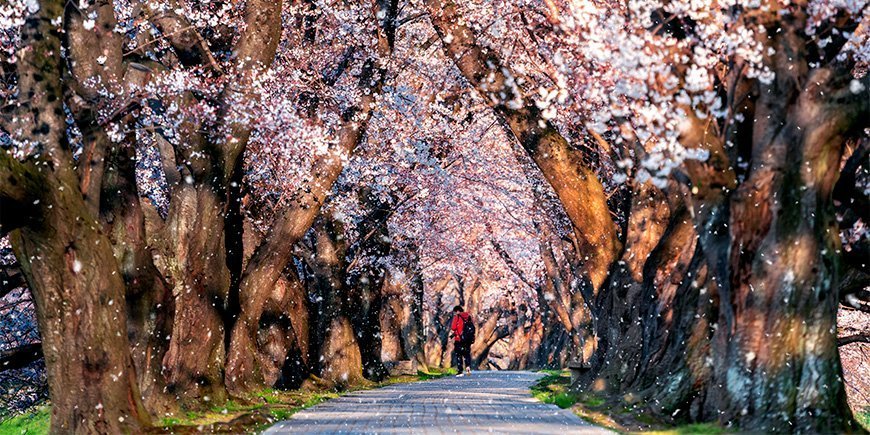 Kirschblüte in Kyoto, Japan