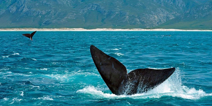 Südliche Glattwale vor der Küste von Hermanus in Südafrika