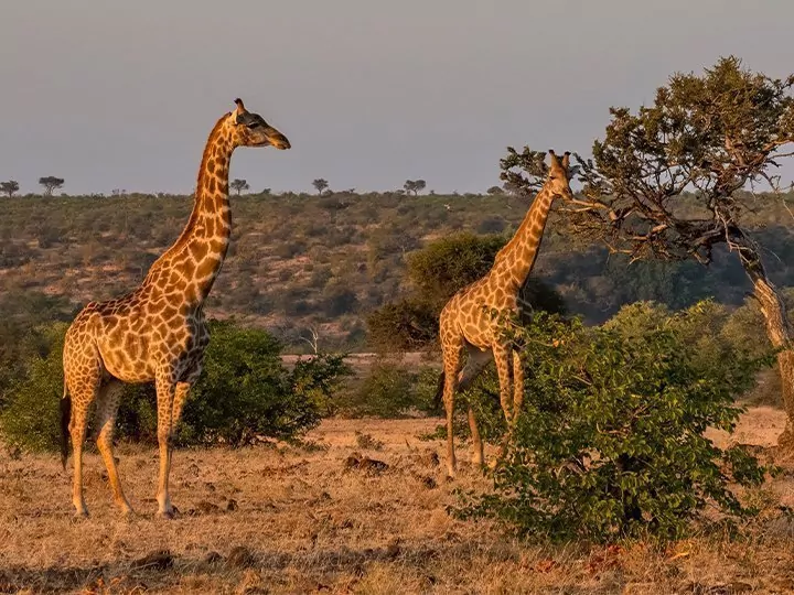 Safari in Südafrika & Lemuren in Madagaskar