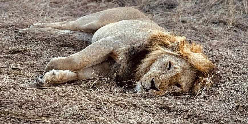 Löwe faulenzt in der Serengeti