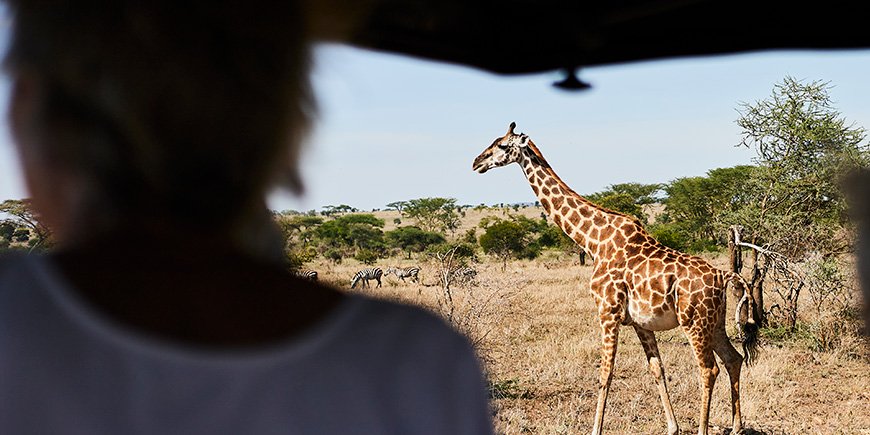 Giraffe spaziert durch die Savanne in Tansania