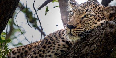 Ein Leopard schläft in einem Baum im Kapama Private Game Reserve in Südafrika